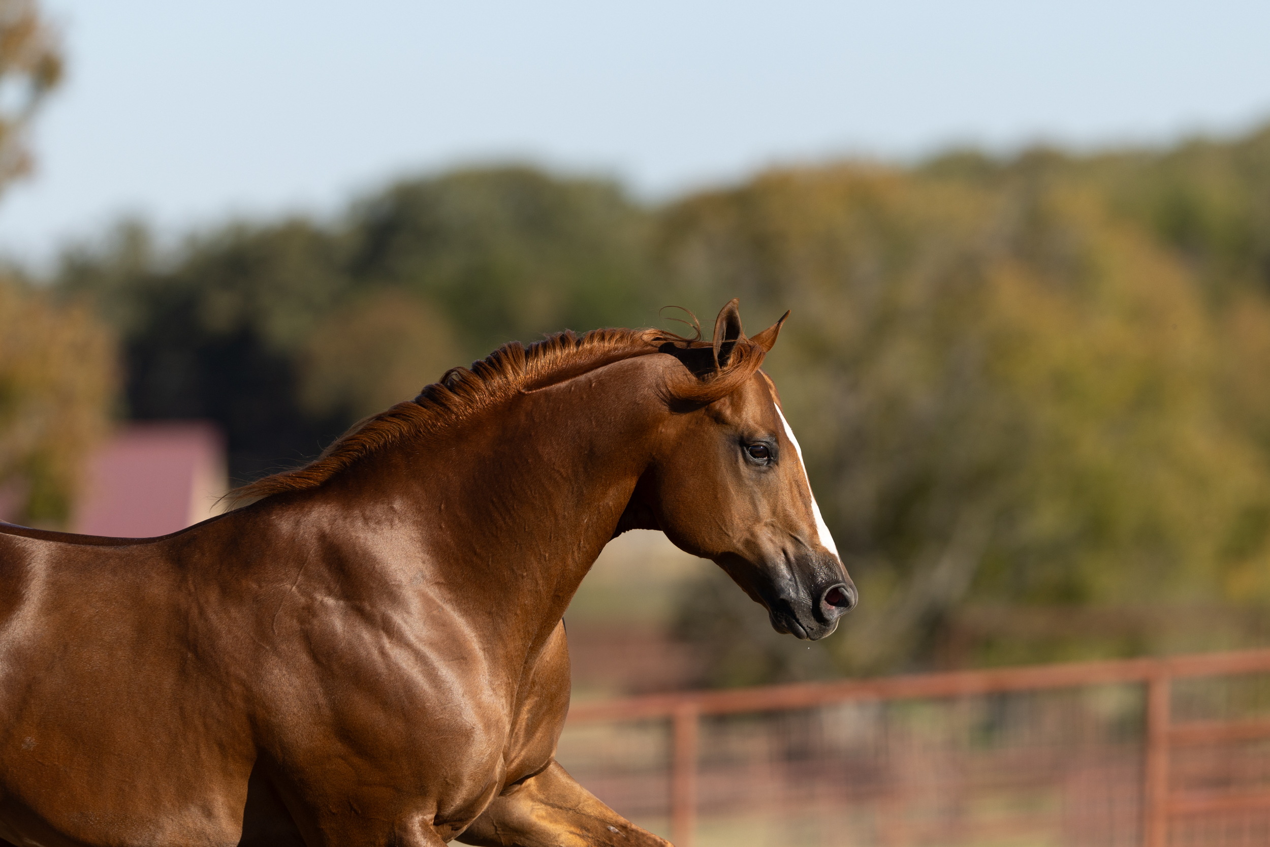 Customer's horse