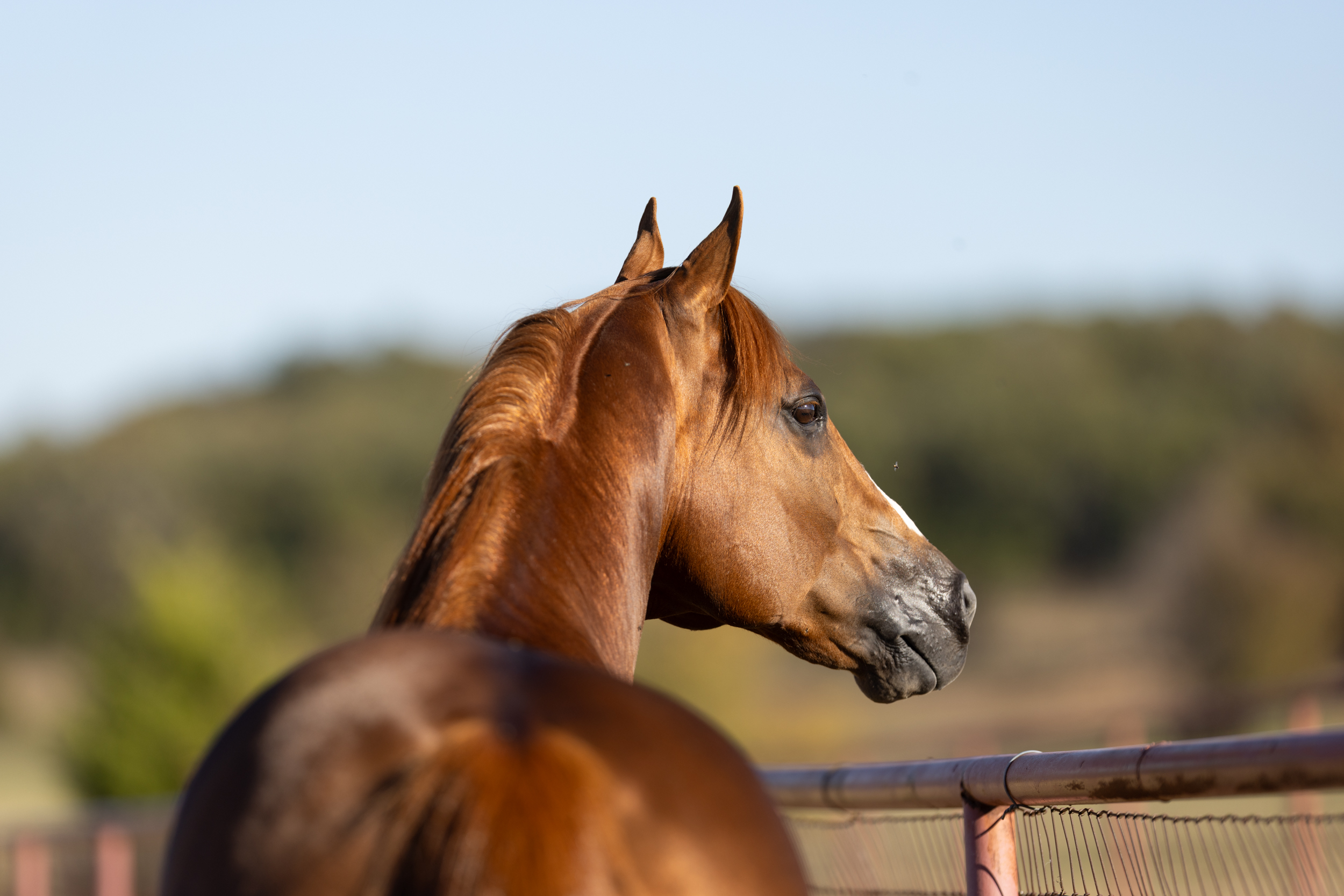 Customer's quarter horse