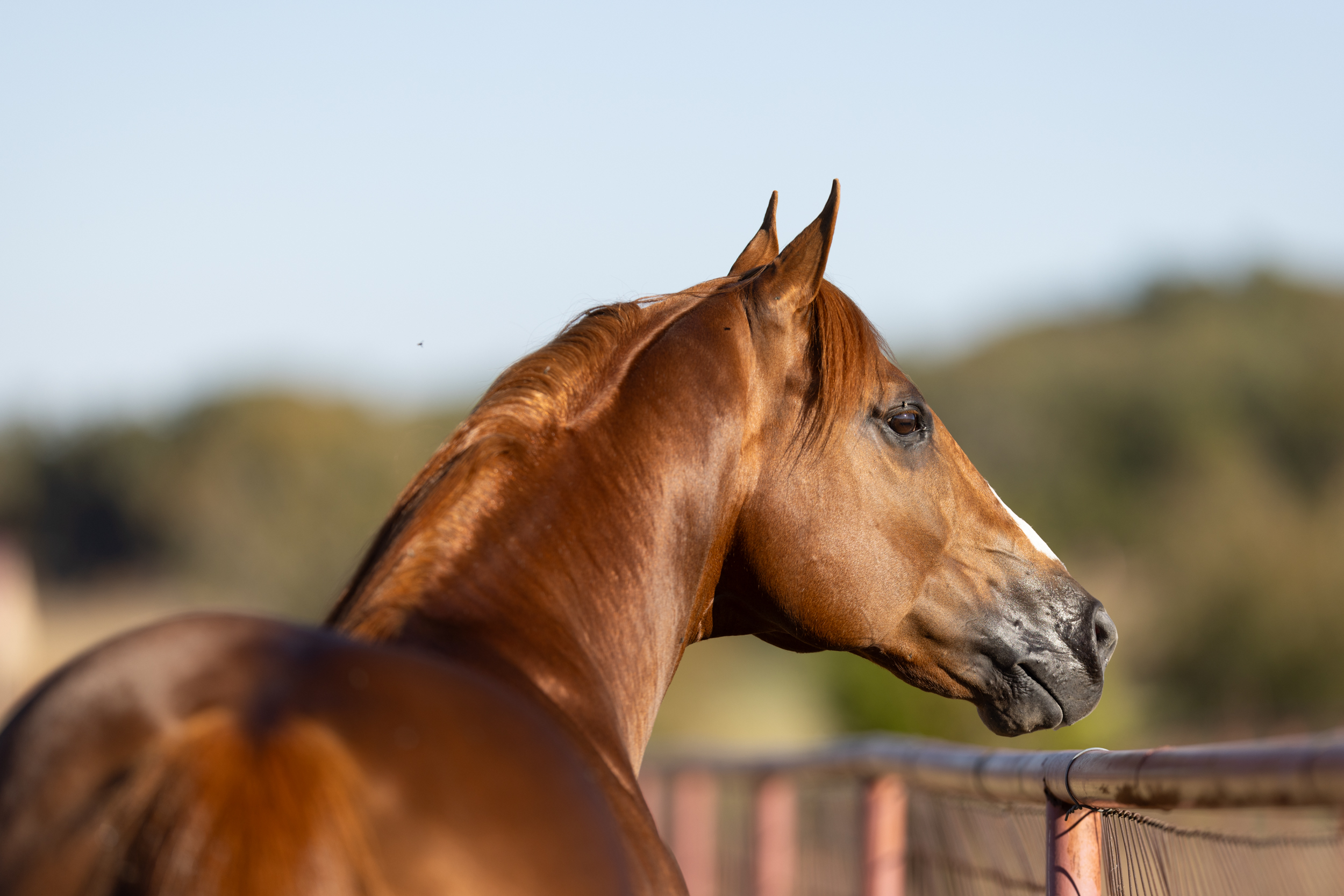 Customer's horse