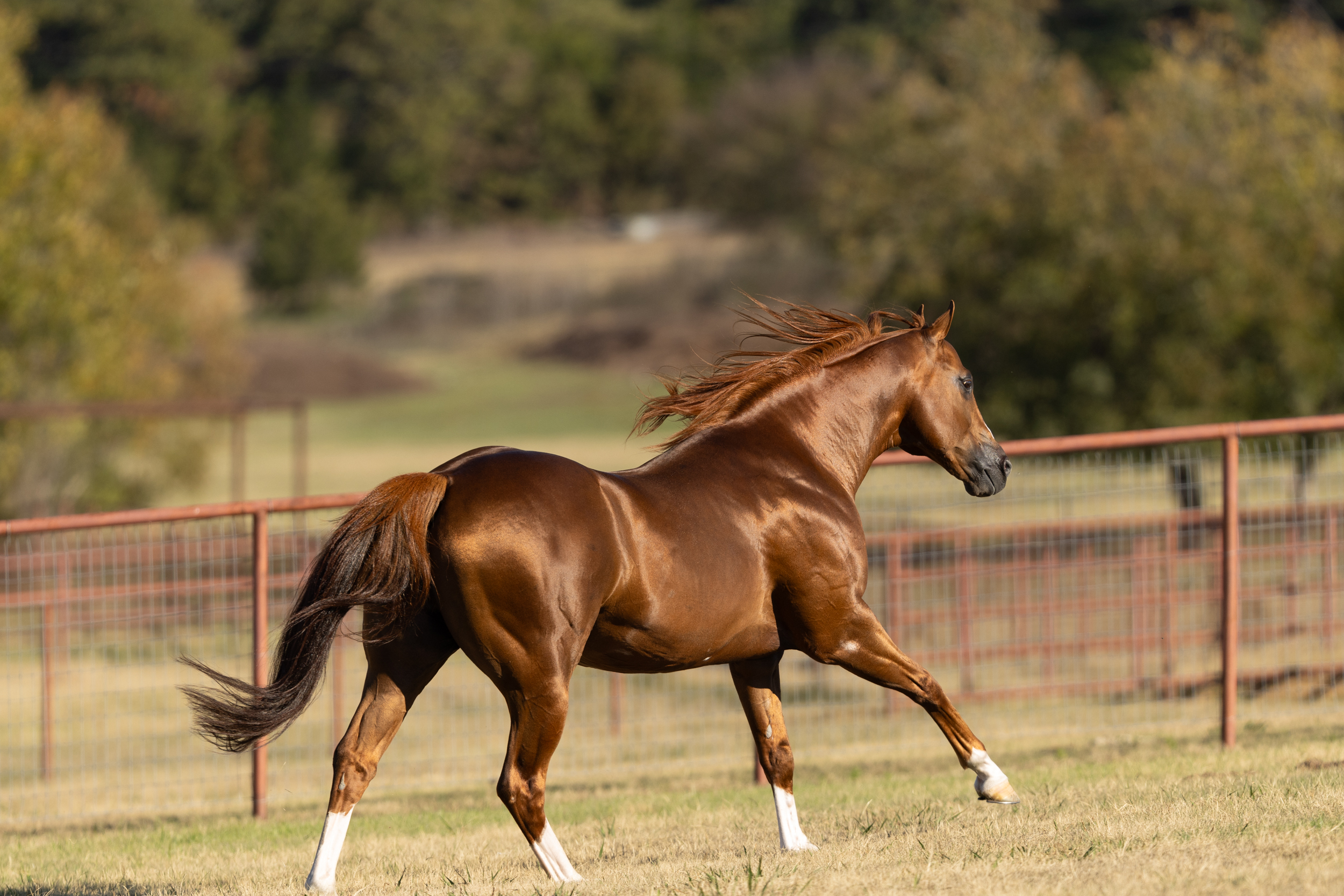 Performance horse in motion at full gallop