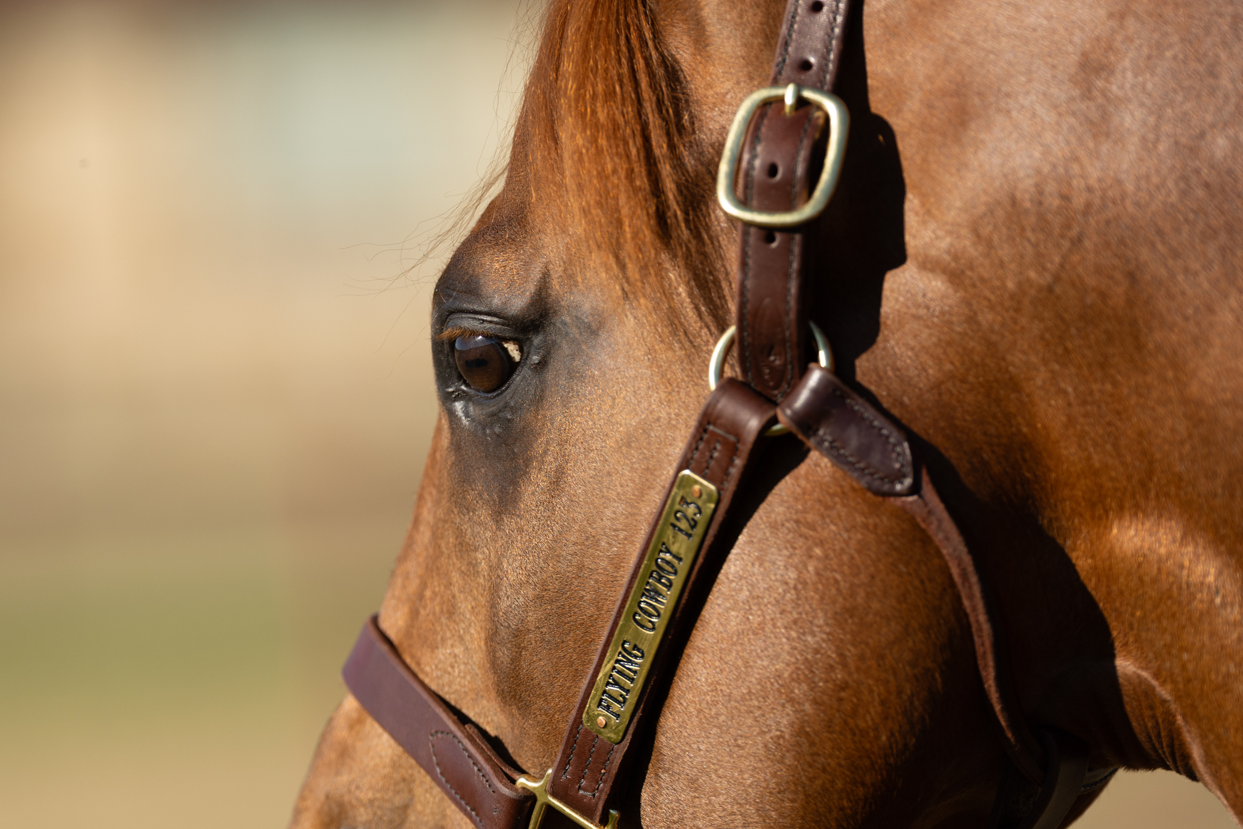 Close-up portrait of an AQHA quarter horse