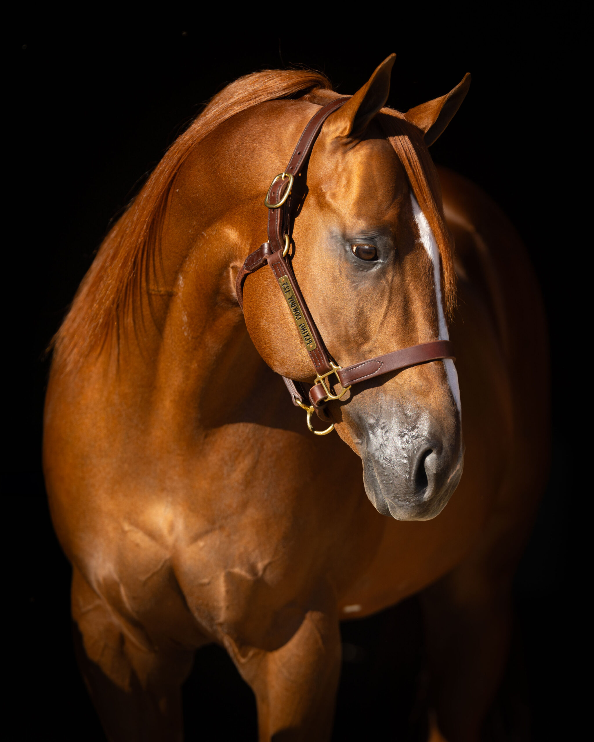 Studio portrait of Flying Cowboy 123, AQHA quarter horse
